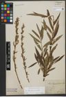 Foto von Salix triandra L. x Salix viminalis L.